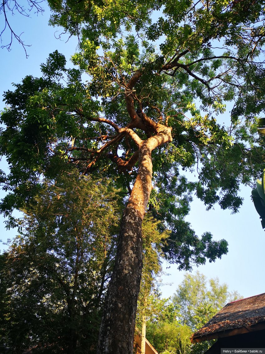 Малайзия глазами Карлы. Остров Рибак