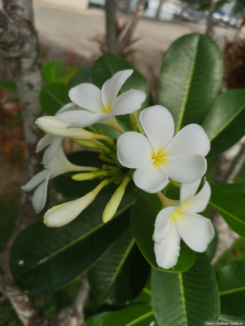 Малайзия глазами Карлы. Остров Рибак