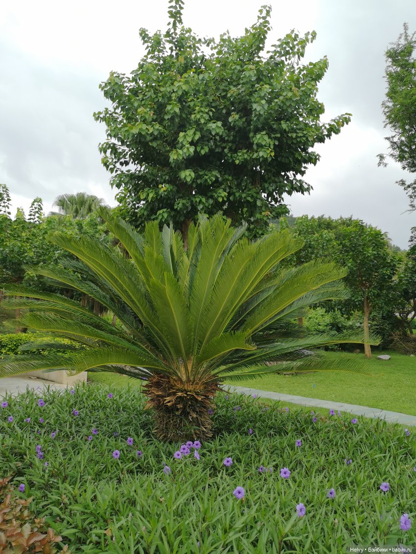 Китай глазами Карлы. Остров Хайнань