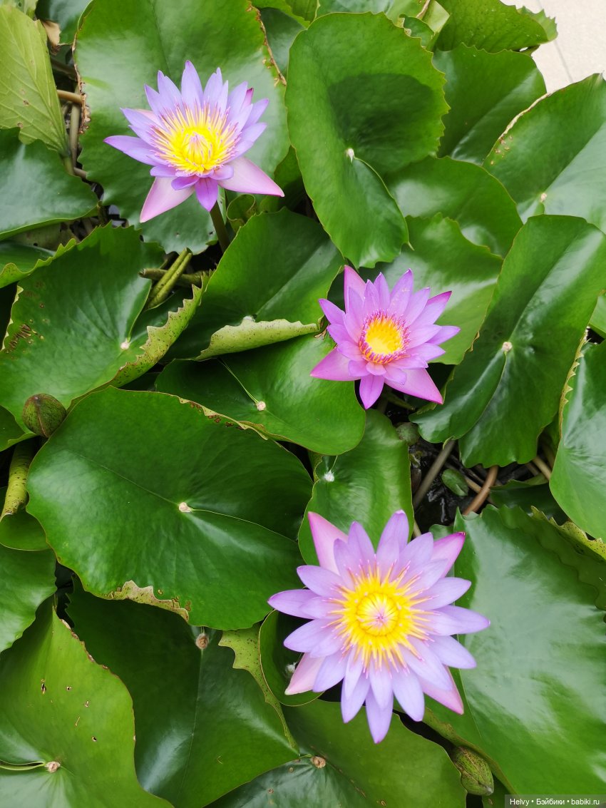 Китай глазами Карлы. Остров Хайнань