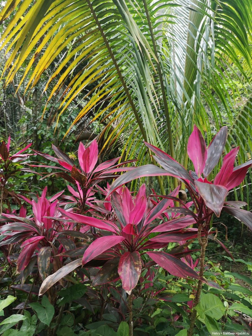 Китай глазами Карлы. Парк Янода на о. Хайнань