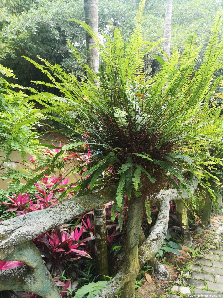 Китай глазами Карлы. Парк Янода на о. Хайнань