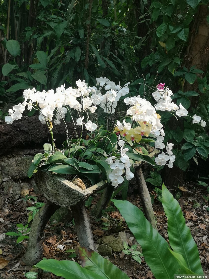 Китай глазами Карлы. Парк Янода на о. Хайнань