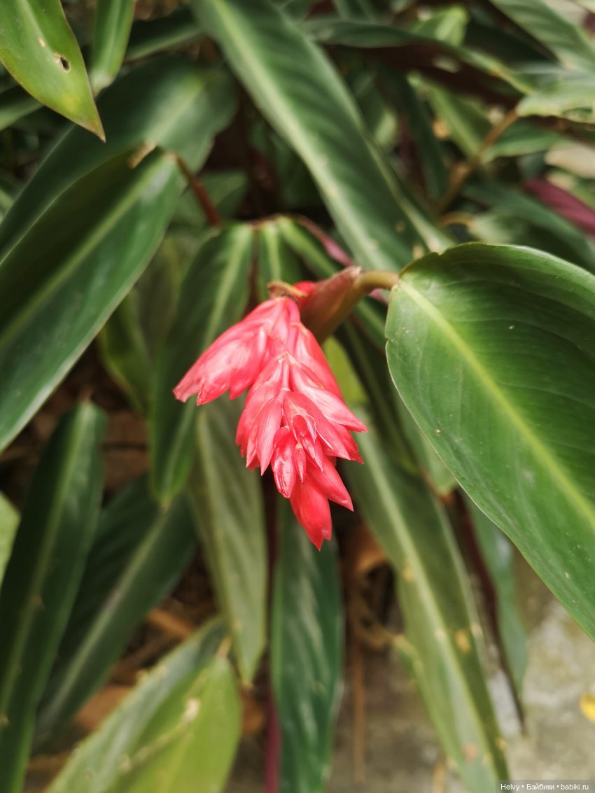 Китай глазами Карлы. Парк Янода на о. Хайнань