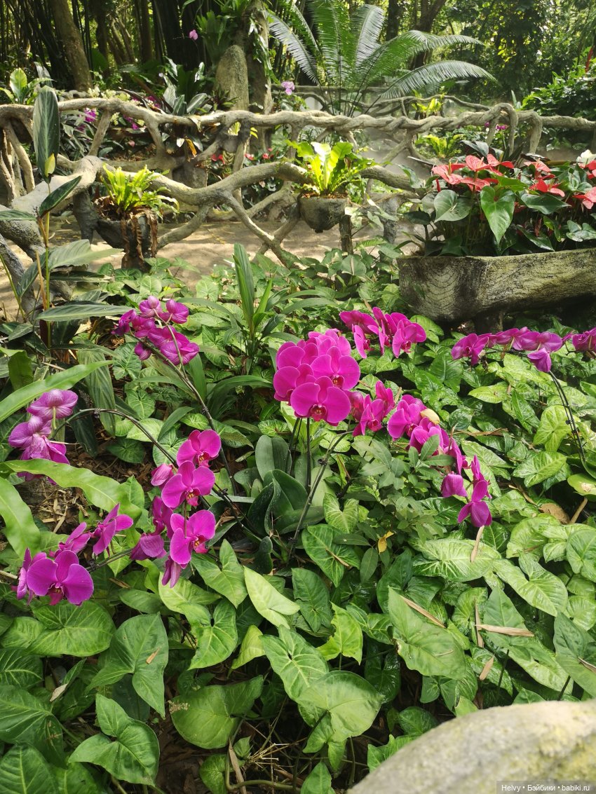 Китай глазами Карлы. Парк Янода на о. Хайнань