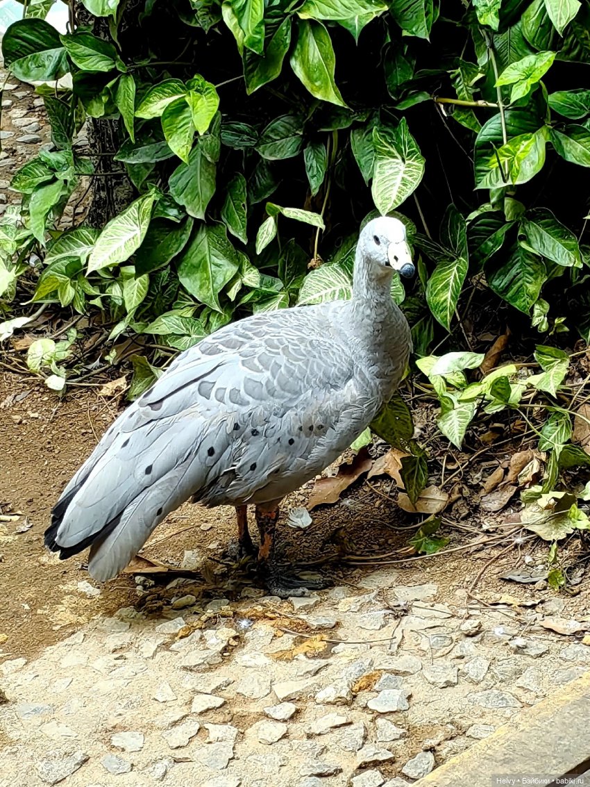 Китай глазами Карлы. Парк Янода на о. Хайнань