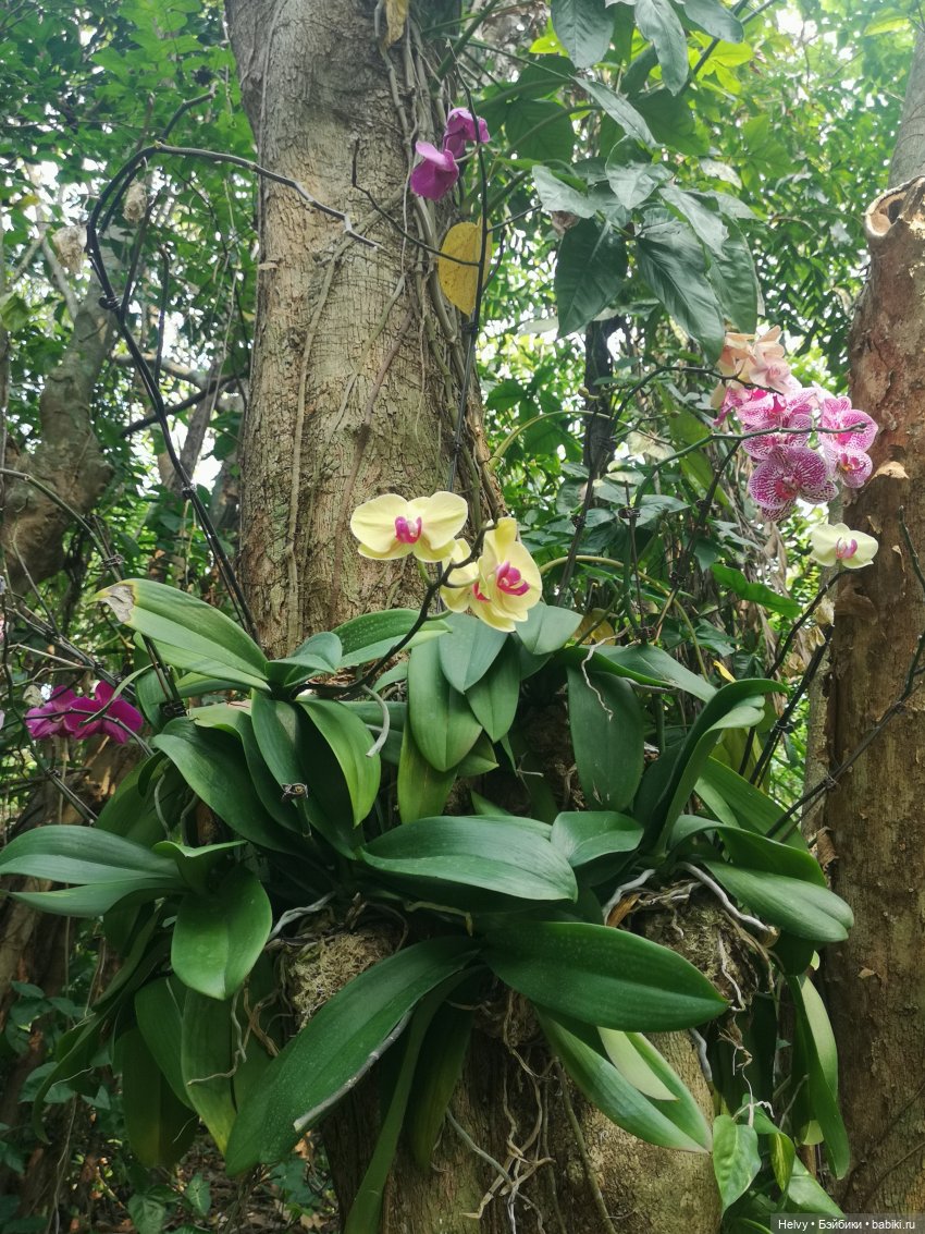 Китай глазами Карлы. Парк Янода на о. Хайнань