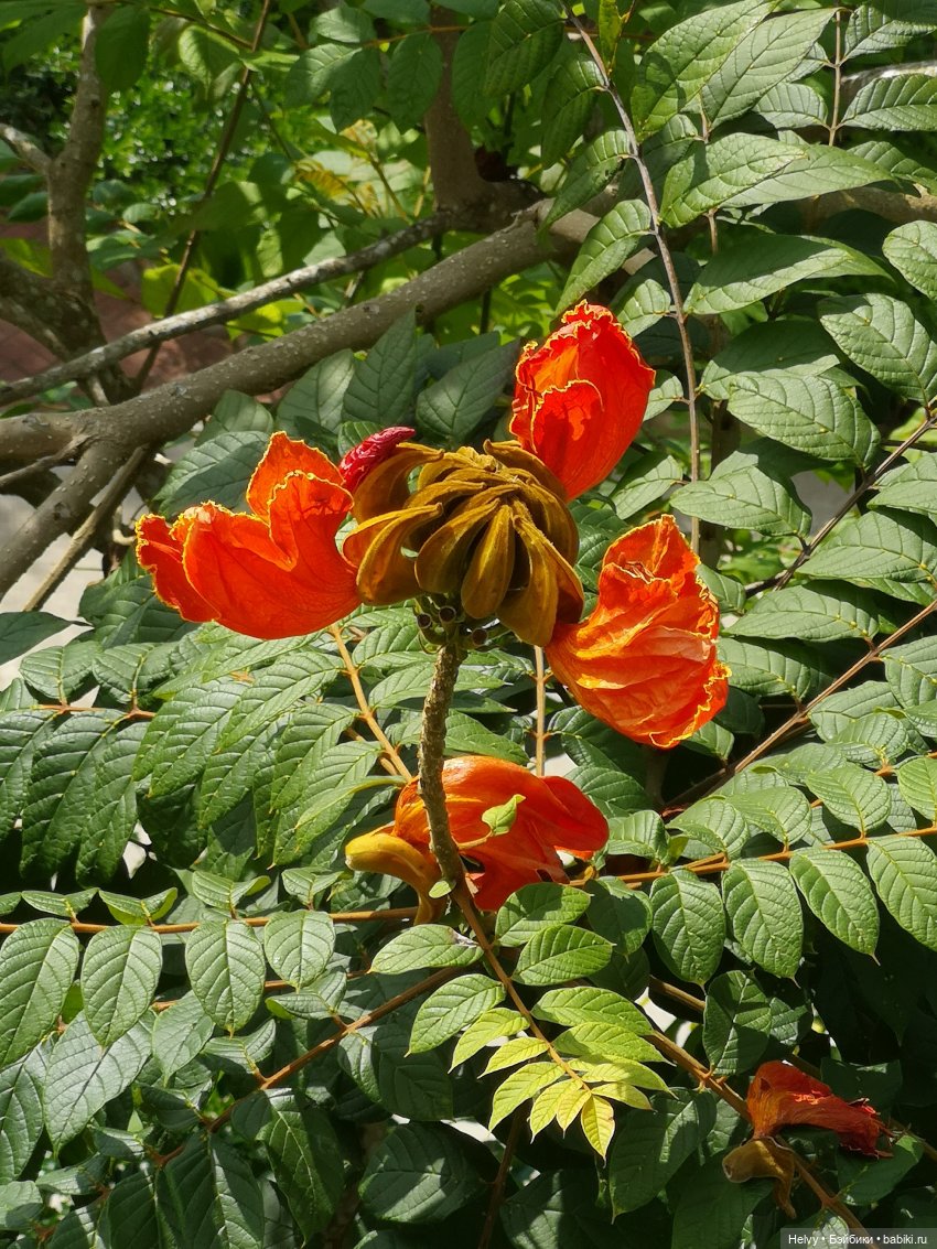 Китай глазами Карлы. Парк Янода на о. Хайнань