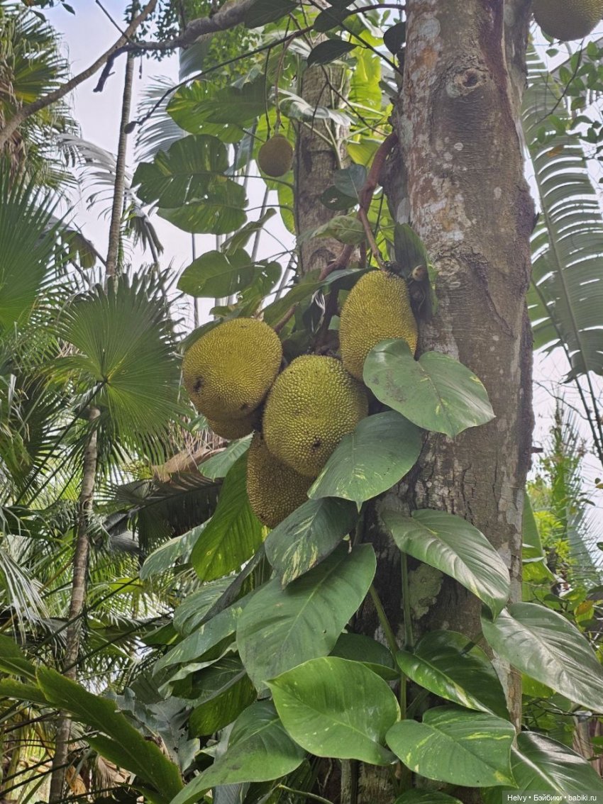 Китай глазами Карлы. Парк Янода на о. Хайнань
