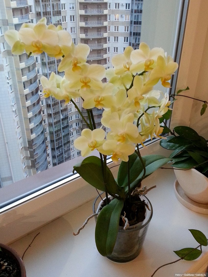 Миниатюрные цветы ч.2 — Кукольная миниатюра своими руками: еда