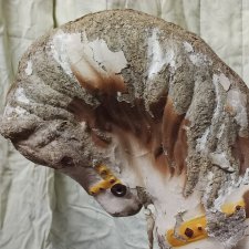 Это не дура, это - лошадь. Страшная.