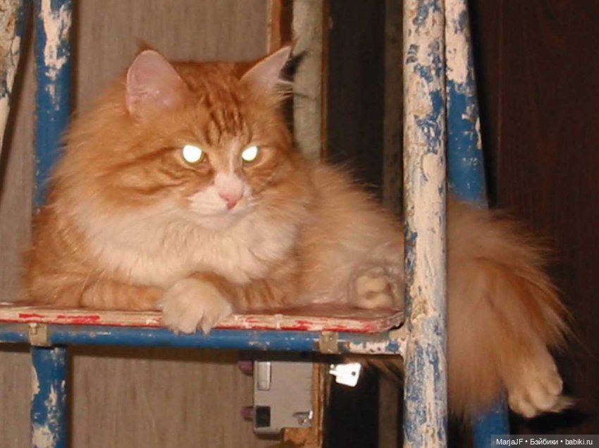 Мировой Рыжий Кот — Игрушки СССР и советского детства: резиновые (фото 2)