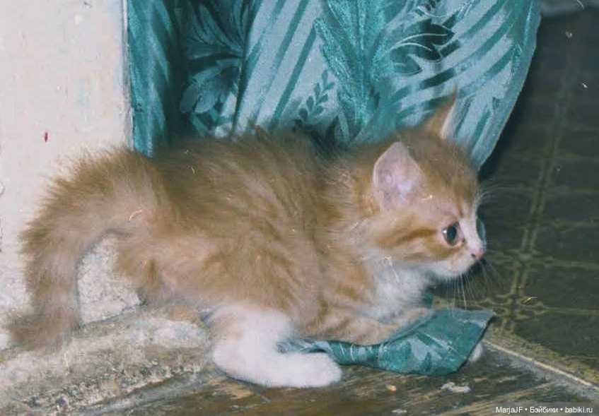 Мировой Рыжий Кот — Игрушки СССР и советского детства: резиновые