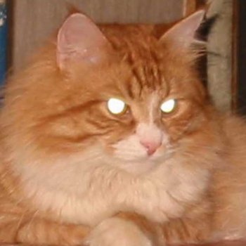 Мировой Рыжий Кот