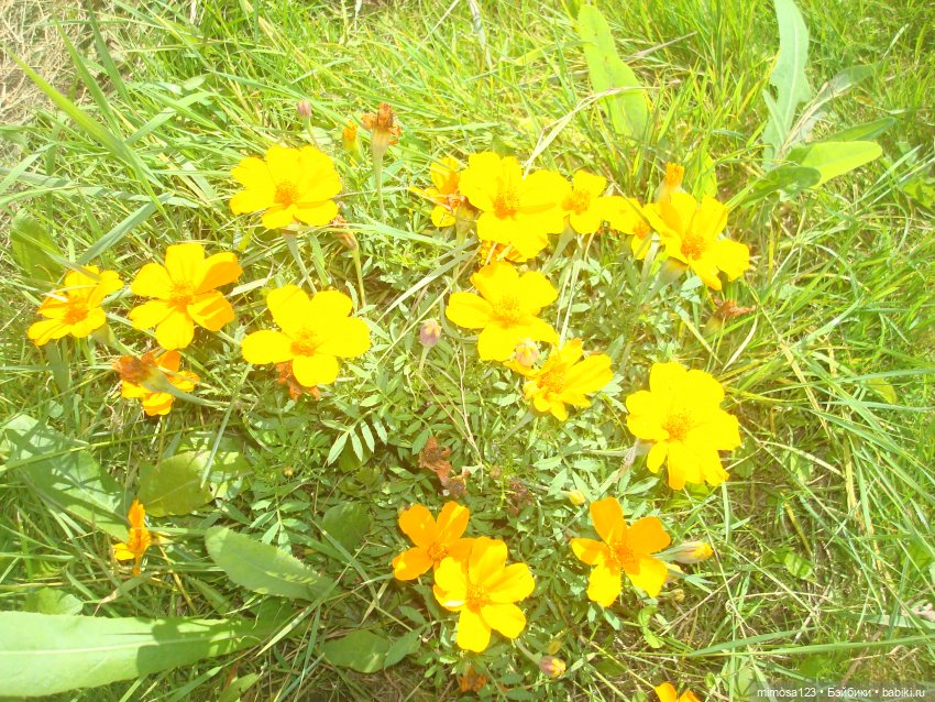 Ликка и конец лета — Куклы Takara Tomy (Такара): Licca (Ликка) (фото 9)