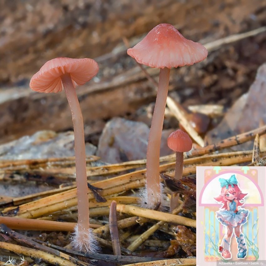 Время собирать грибы 🍄 🍄‍🟫🍄‍🟫