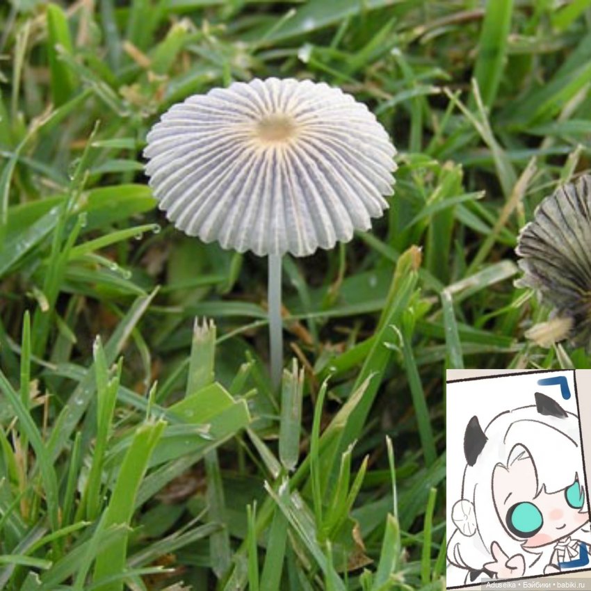 Время собирать грибы 🍄 🍄‍🟫🍄‍🟫