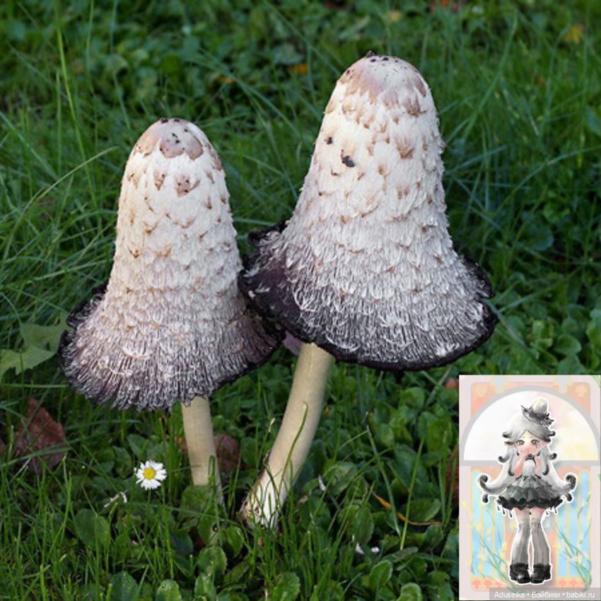 Время собирать грибы 🍄 🍄‍🟫🍄‍🟫