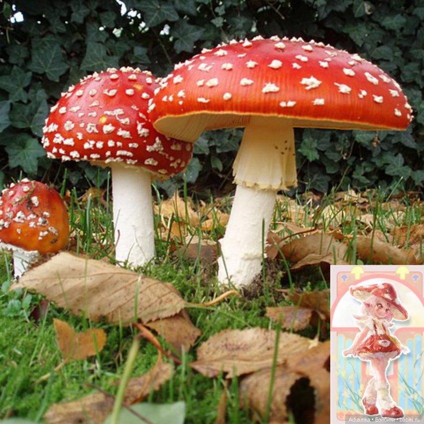 Время собирать грибы 🍄 🍄‍🟫🍄‍🟫 (фото 9)
