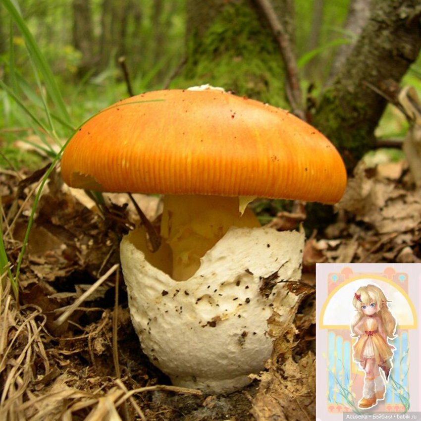 Время собирать грибы 🍄 🍄‍🟫🍄‍🟫