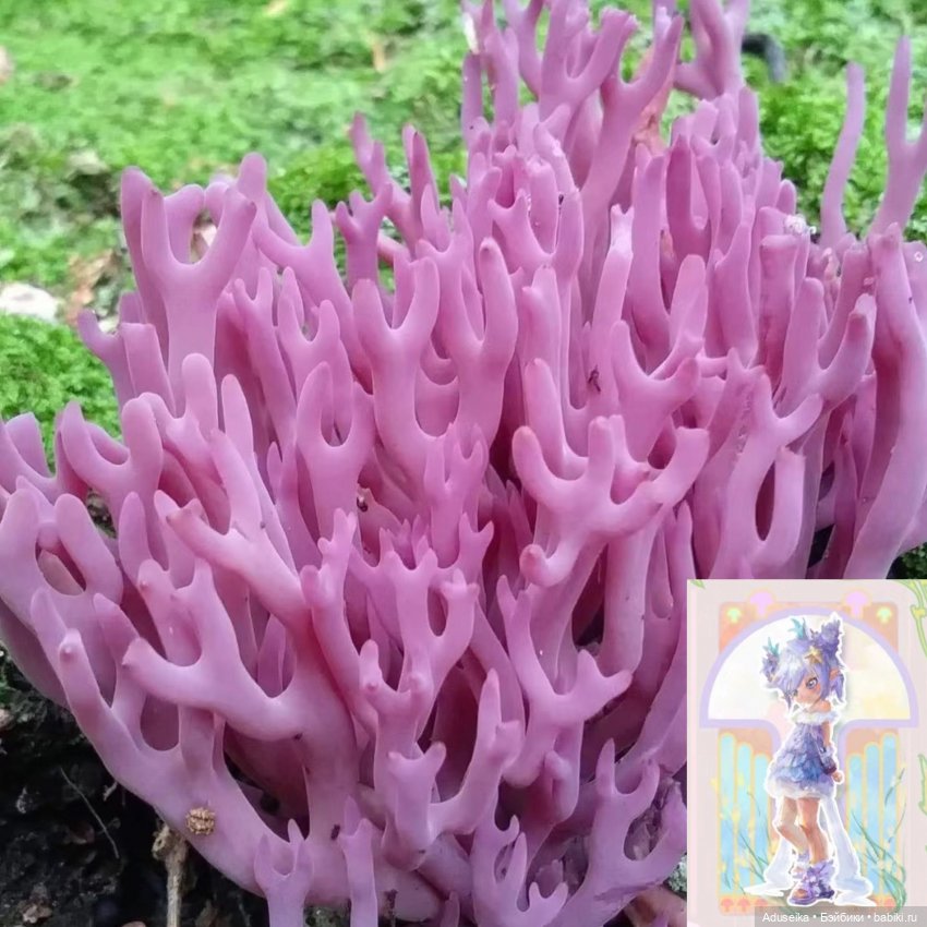 Время собирать грибы 🍄 🍄‍🟫🍄‍🟫