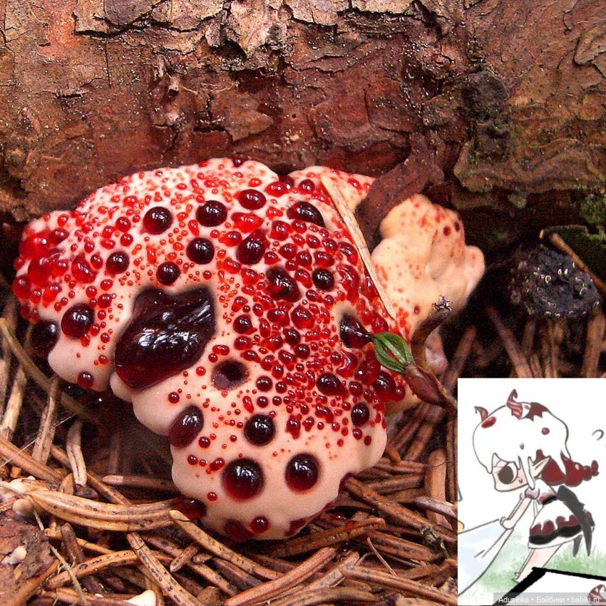 Время собирать грибы 🍄 🍄‍🟫🍄‍🟫