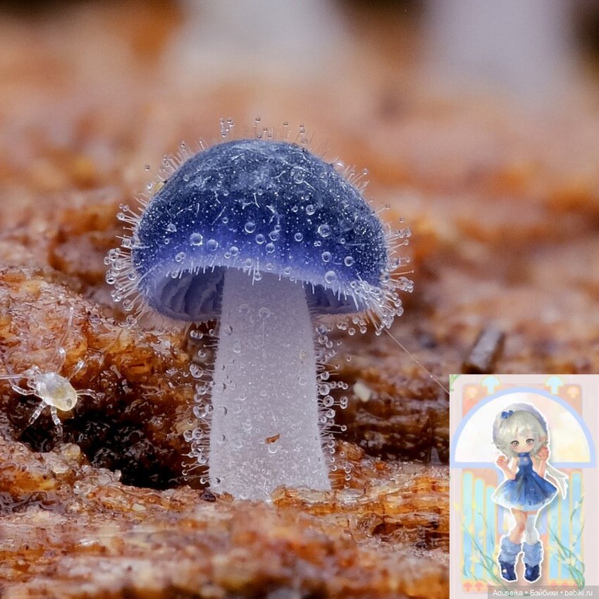 Время собирать грибы 🍄 🍄‍🟫🍄‍🟫