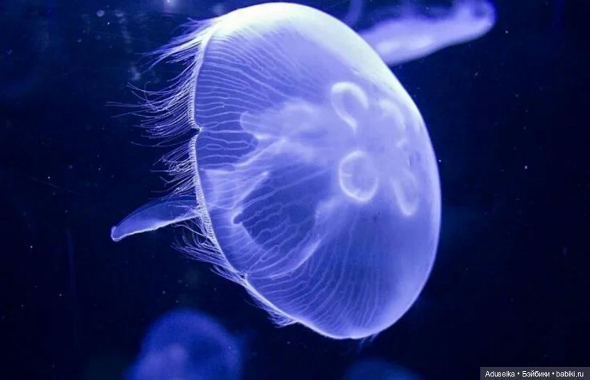 Медуза Аурелия🪼 Tide — Другие Blind Box и Арт