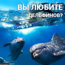 Убить дельфина