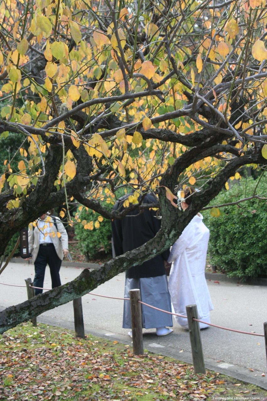 DollCi - Awards - 2022 День 4. Нагоя - Осака