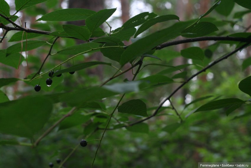 Августфест - 2025. В лес, где мерцают светлячки