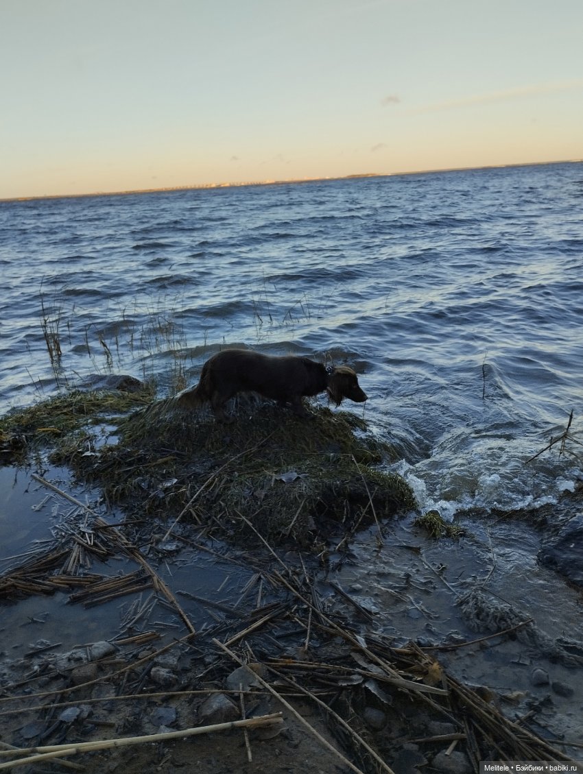 Когда Клара гуляла — Домашние фото авторских игрушек: Тедди (фото 4)