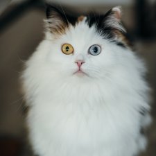 Сегодня - День разноцветных глаз