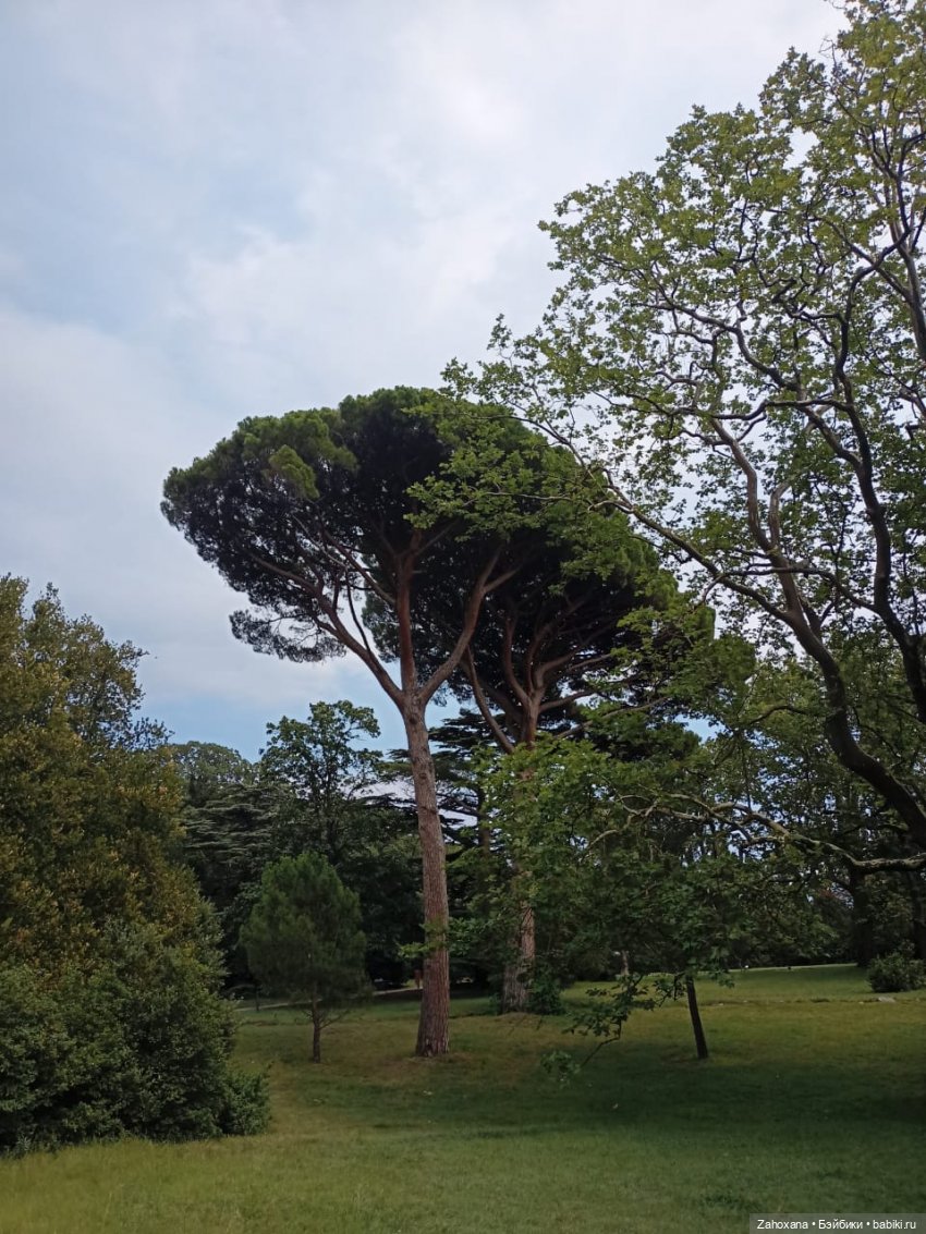 Баба Глаша и растения Крыма