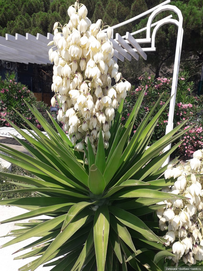 Баба Глаша и растения Крыма