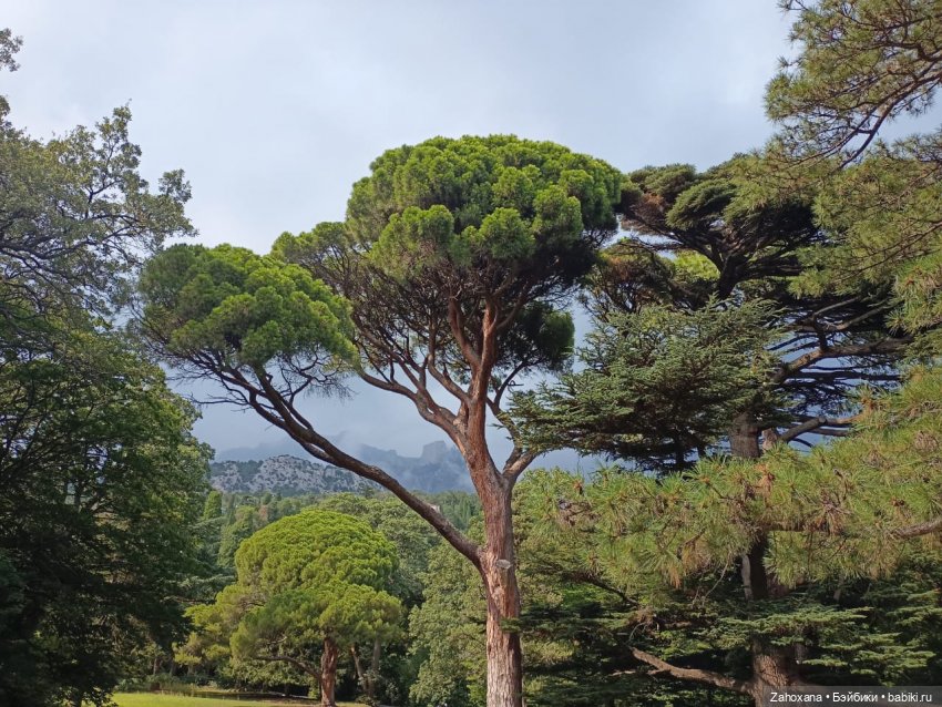 Баба Глаша и растения Крыма