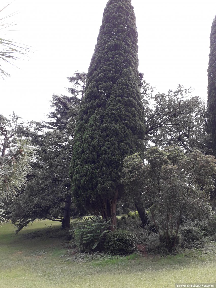 Баба Глаша и растения Крыма