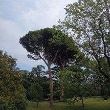 Баба Глаша и растения Крыма