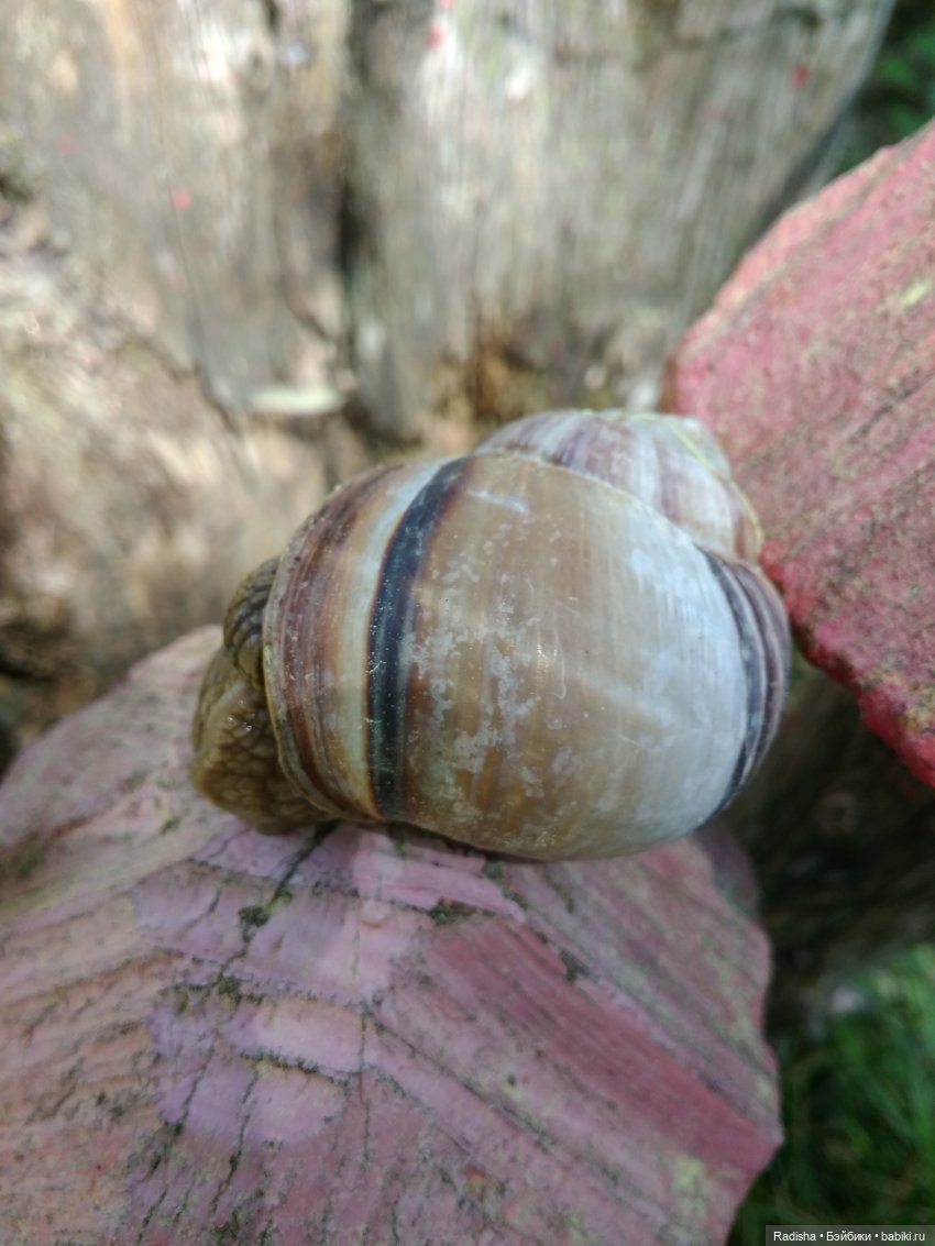 Мими в Волшебном лесу (часть1) (фото 7)