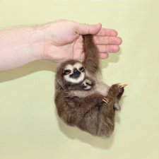 Семейка ленивцев