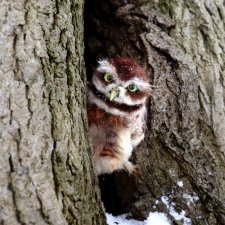 Воробьиный сыч