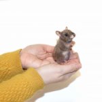 Мышка полевка