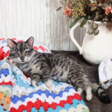 Полосатая кошка