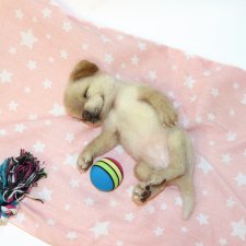 Щенок лабрадора