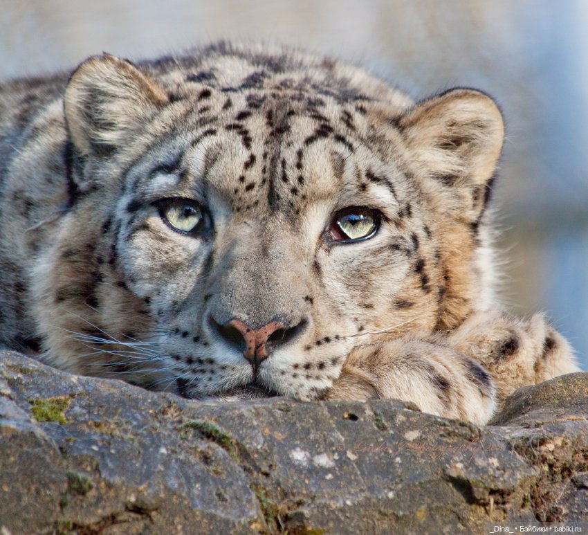 Снова кошка. Часть 1 — Игрушки в смешанной технике (мех и глина): Арт