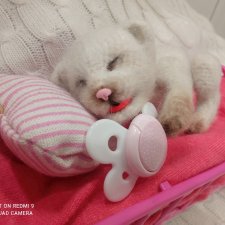 Авторские новорождённые котята