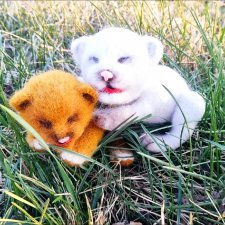 Мини прогулка с авторскими котятами