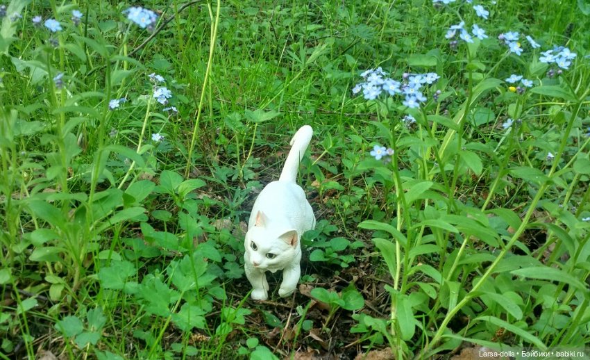 котик в траве