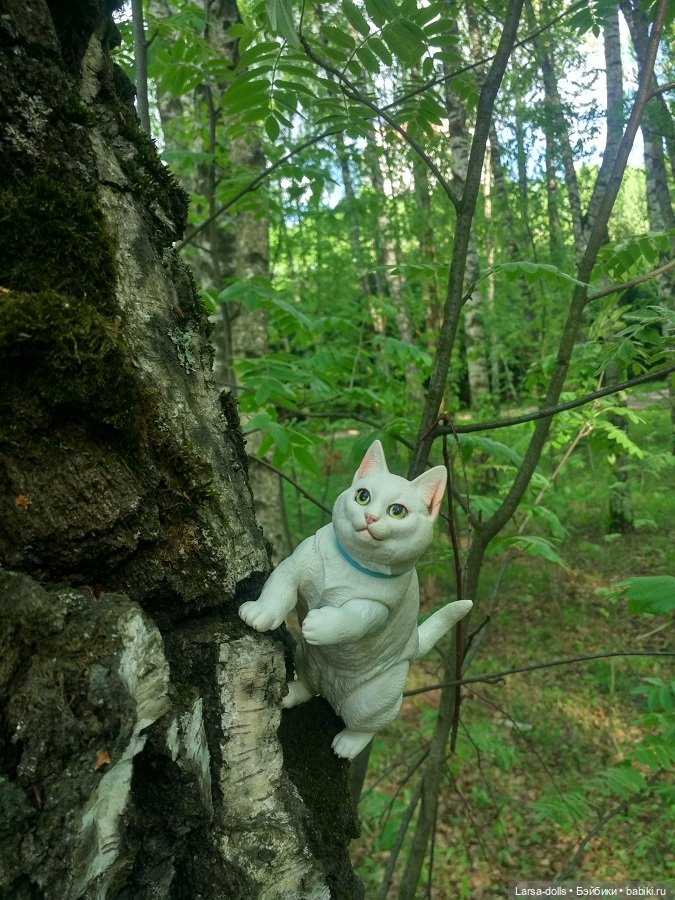 кот на дереве