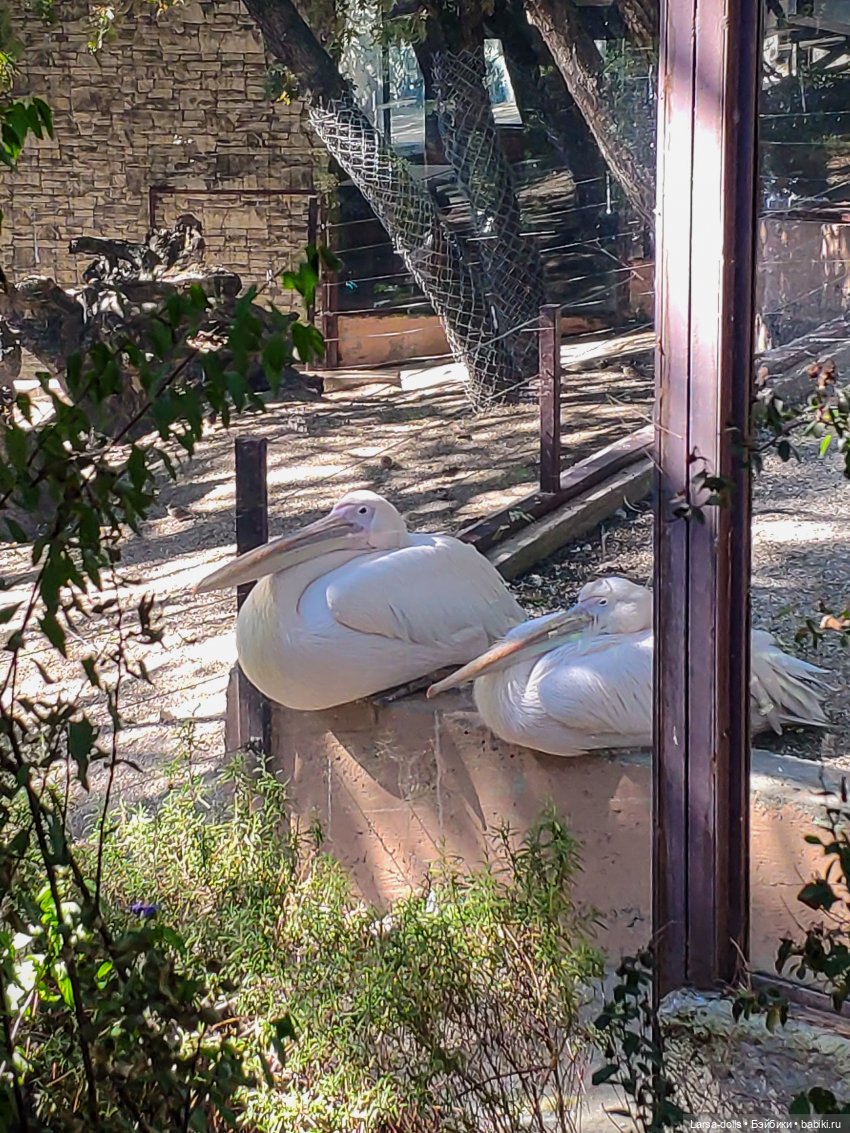 Геленджик-1